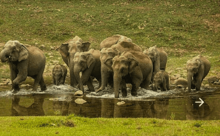 Anakulam-elephant-safari