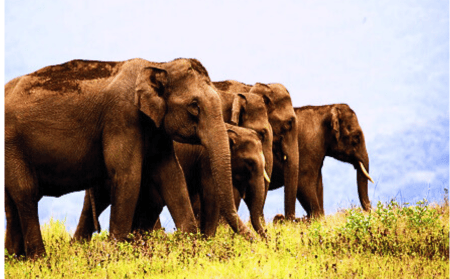 elephants-group