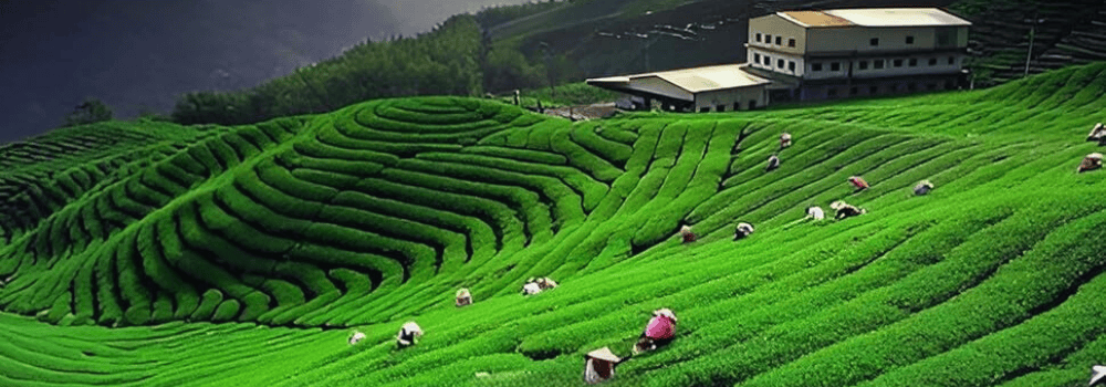 Timi Tea Temi Tea Garden: A Hidden Gem in Sikkim - Muddie Trails