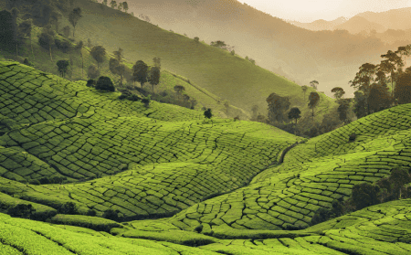Wayanad-tea-estate-tours