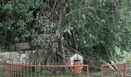 chain-tree