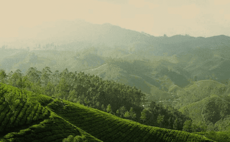 vaduvanchal-tree-house