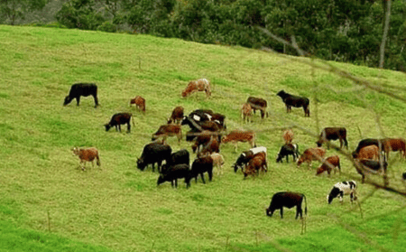 Indo-swissfarm-munnar