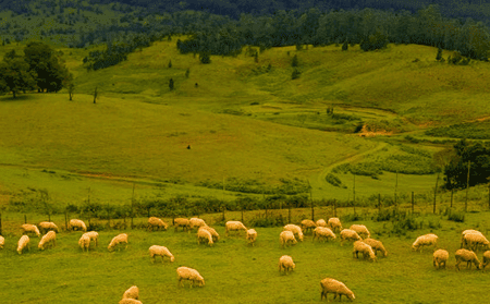 Kodaikanal-sheep-farm