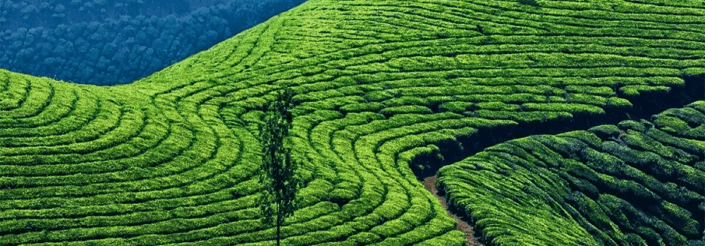 Munnar-banner