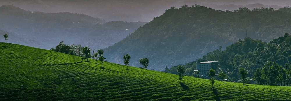 munnar-view