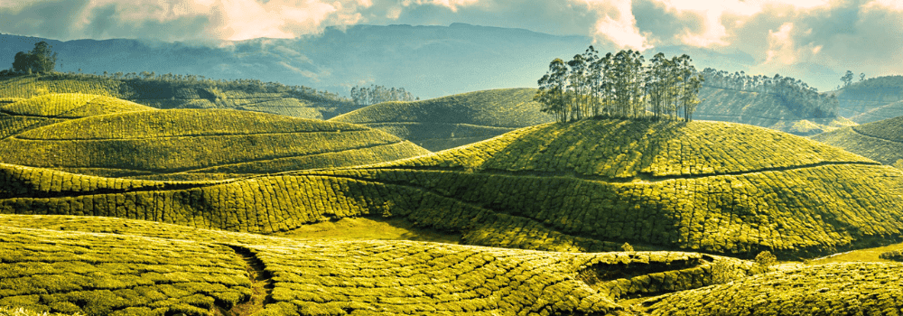 munnar-view