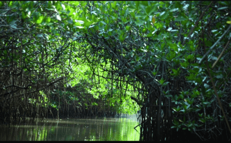 Mangrove -forest