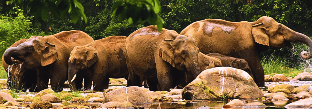 Elephant- camp